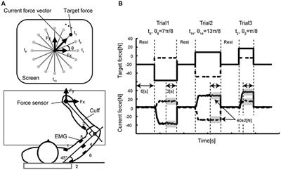 Neuroanatomical Basis of Individuality in Muscle Tuning Function: Neural Correlates of Muscle Tuning